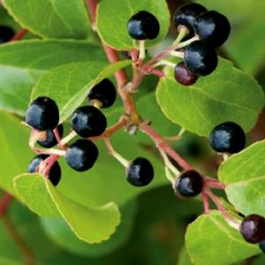 Berries Nativos