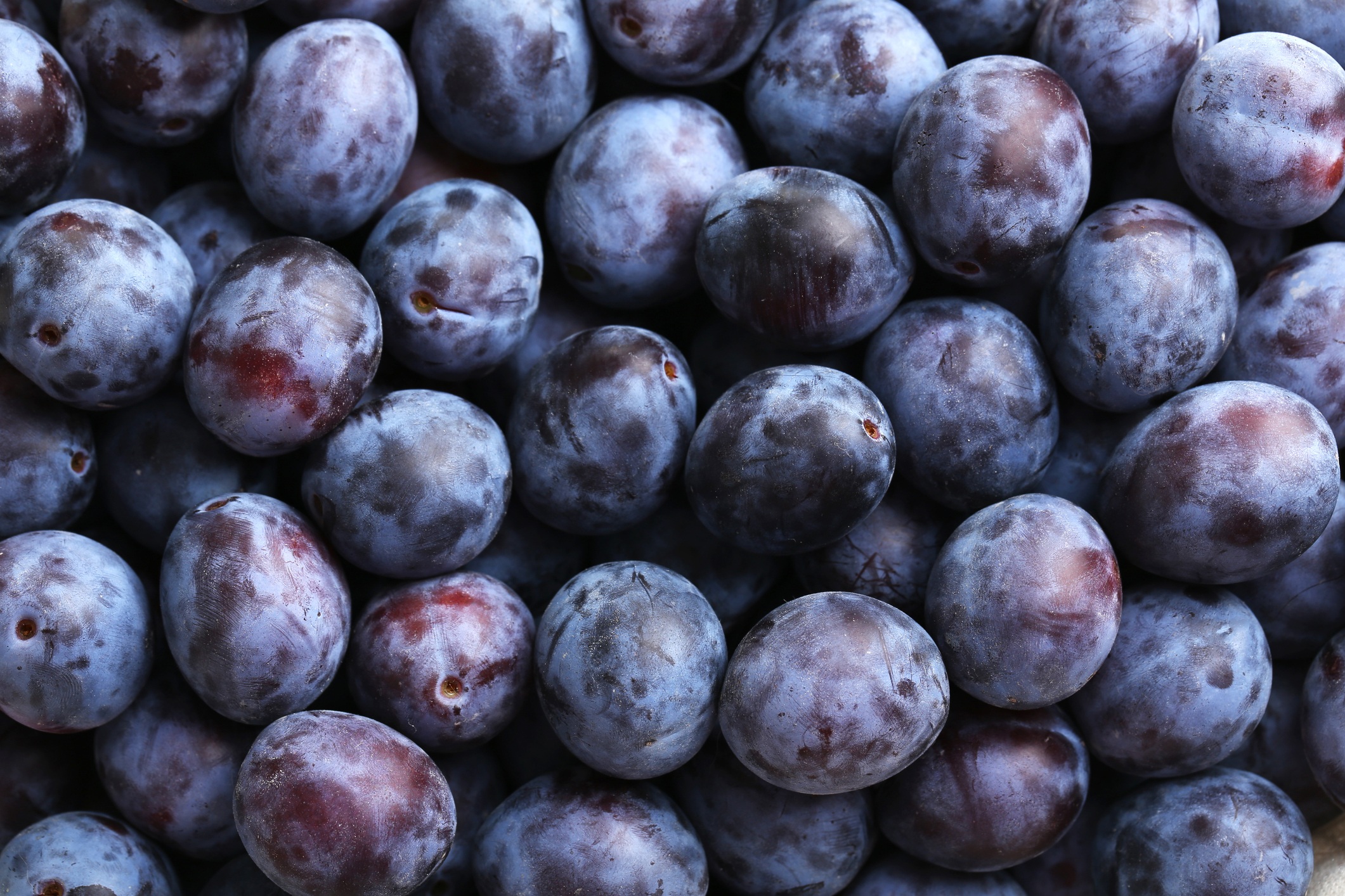 Ciruelo